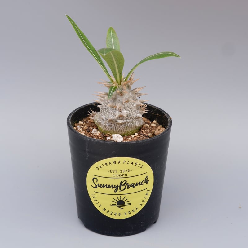 パキポディウム ロスラーツム 実生株 010 Pachypodium rosulatum v