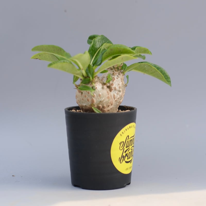 パキポディウム ウィンゾリー 実生株 095 Pachypodium windsorii |