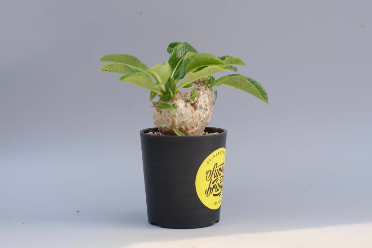 パキポディウム ウィンゾリー Pachypodium windsorii 実生⑤ パキポディウム ウィンゾリー 実生株 095 Pachypodium windsorii |