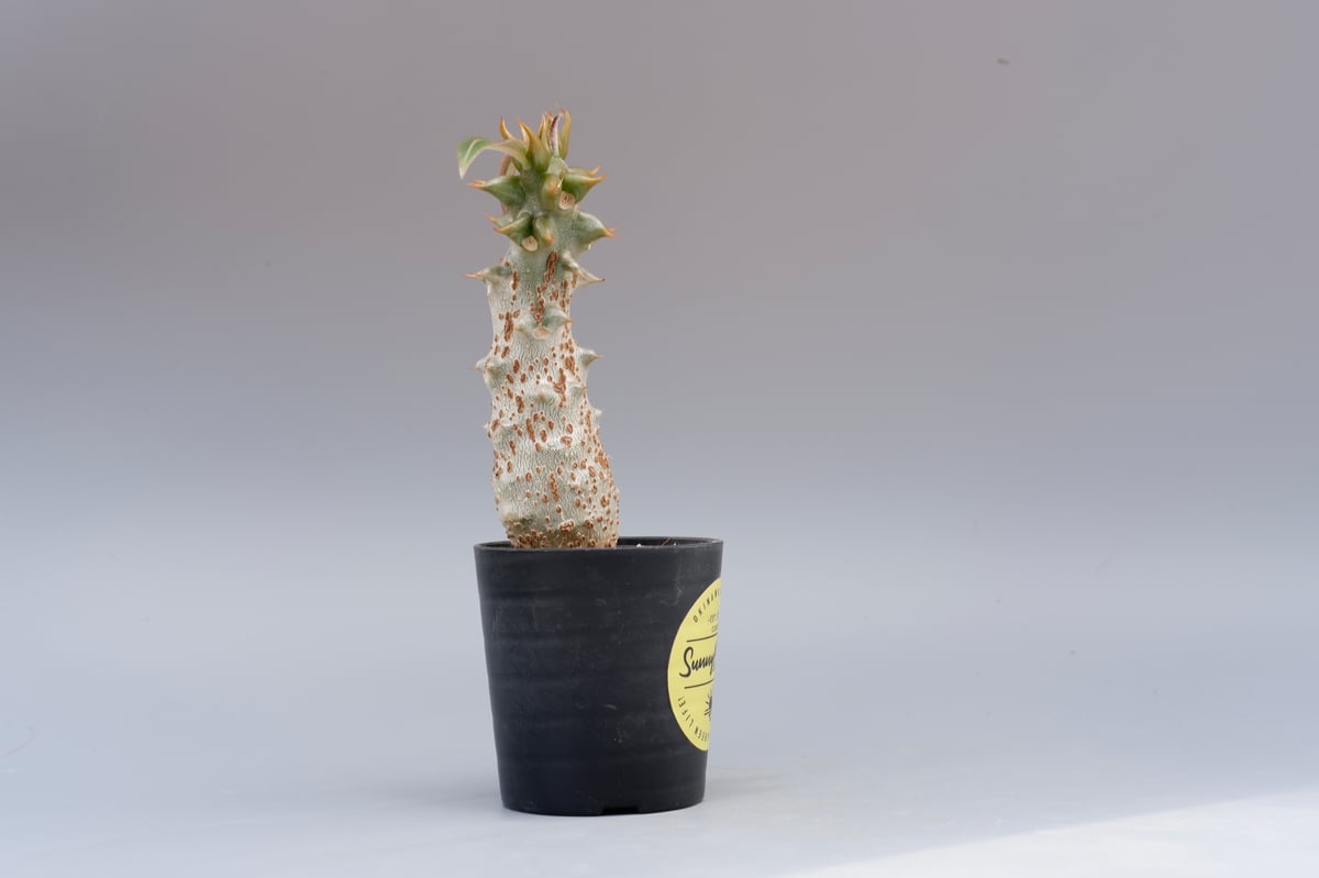 パキポディウム バロニー実生株021 Pachypodium baronii | Sunny