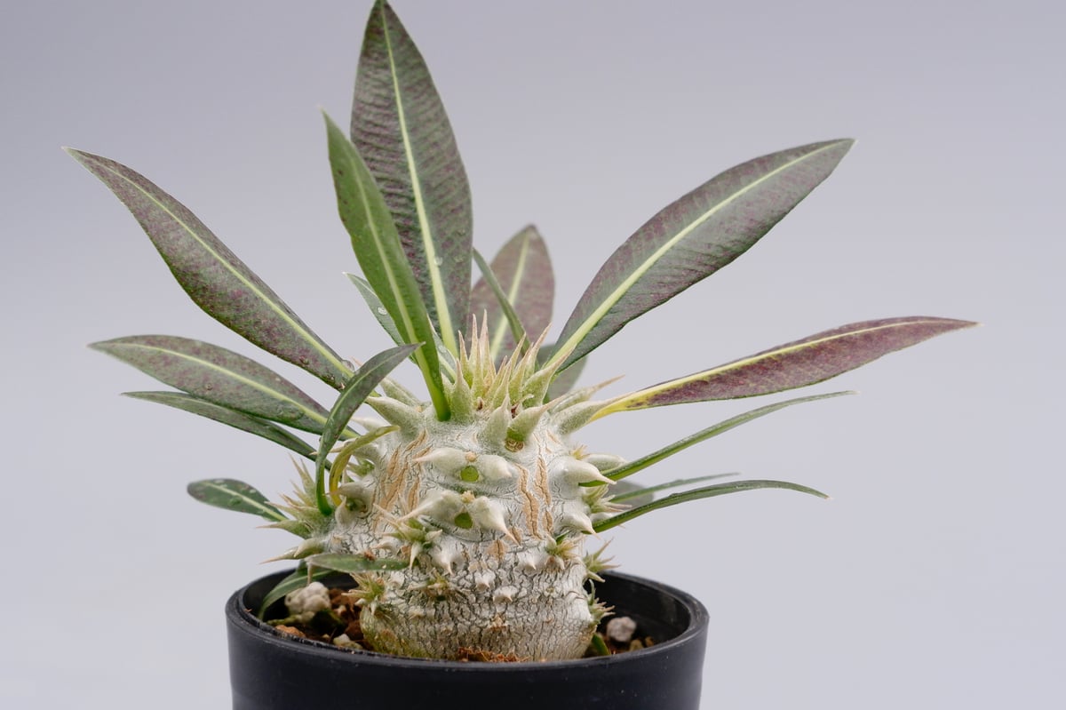 パキポディウム ロスラーツム 実生株 001 Pachypodium rosulatum ve