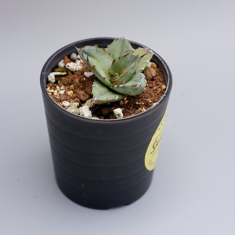 アガベ オテロイ 実生株 Agave oteroi seeding 024 | Sunny アガベ オテロイ 実生株 Agave oteroi seeding 024 | Sunny