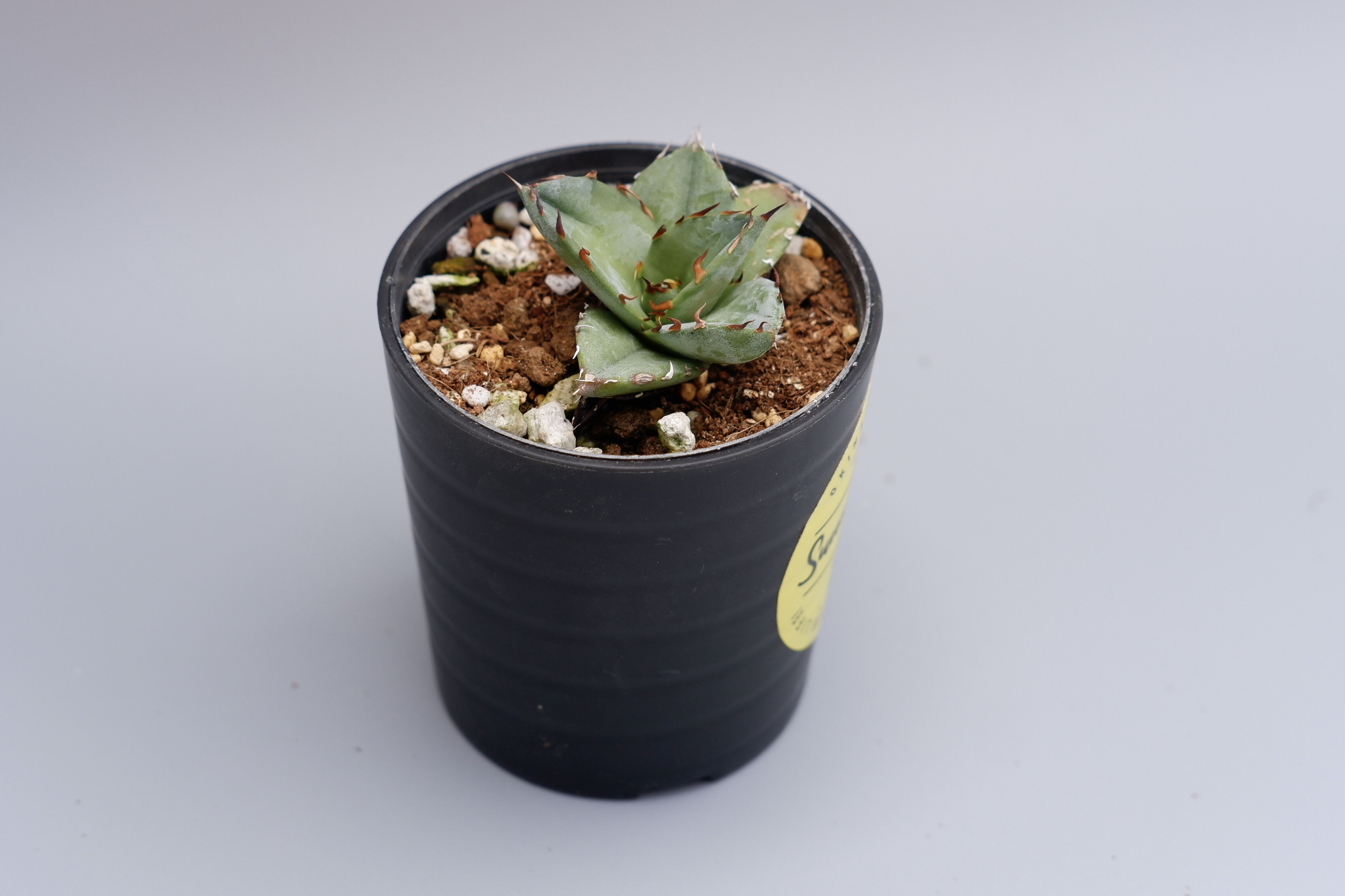 アガベ オテロイ 実生株 Agave oteroi seeding 024 | Sunny