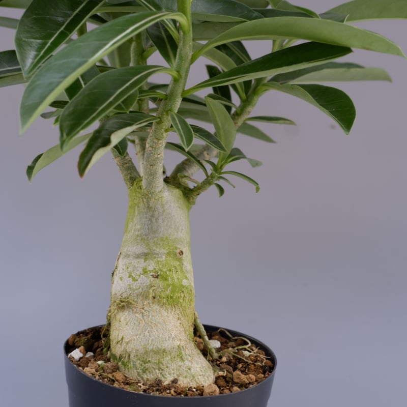 アデニウム ソマレンセ 実生株 Adenium somalense 006 | Sunny B