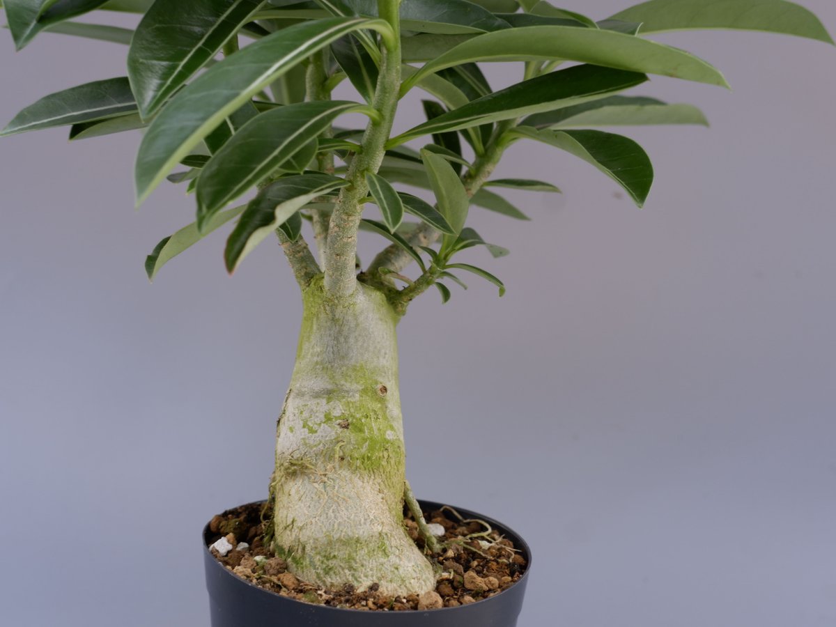 アデニウム ソマレンセ 実生株 Adenium somalense 006 | Sunny B