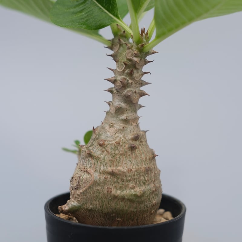 パキポディウム ウィンゾリー 実生株 070 Pachypodium windsorii |