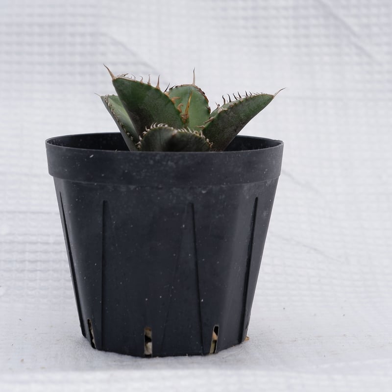 アガベ オテロイ 実生株 Agave oteroi seeding 019 | Sunny