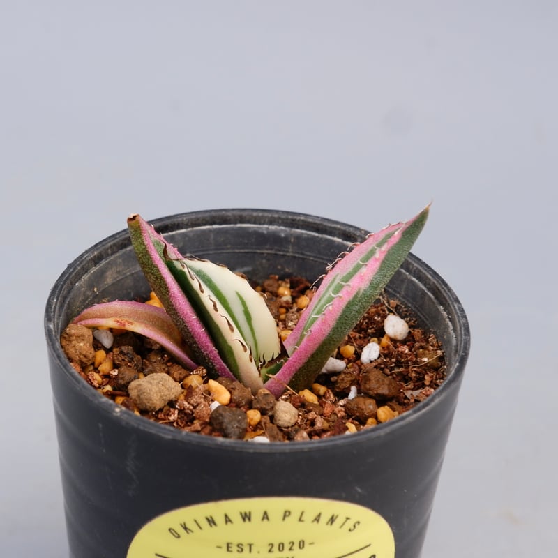 アガベ チタノタ スナグルトゥース アガベ チタノタ スナグルトゥース No.1 | Agave Rocon