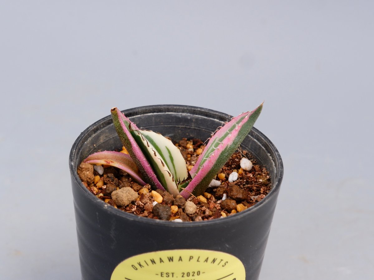 アガベ チタノタ スナグルトゥース Agave titanota Snaggle