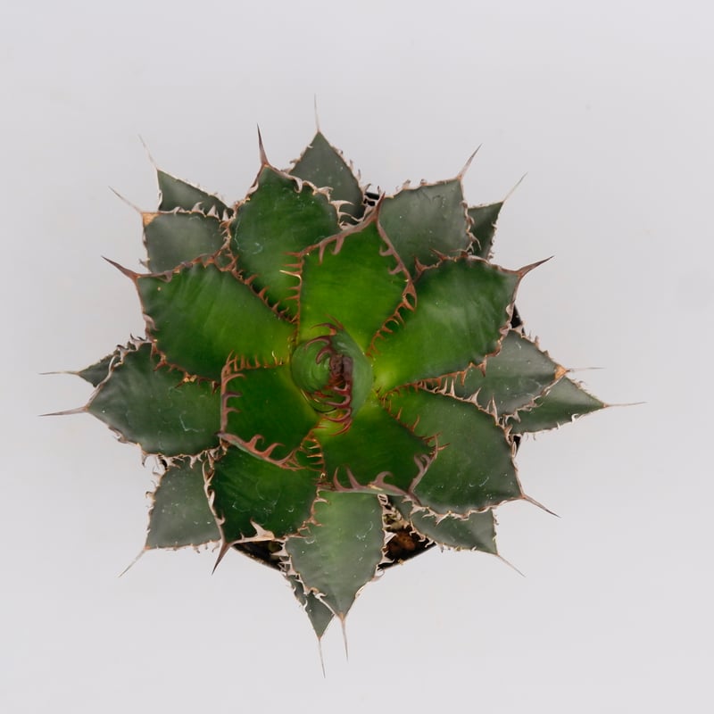 アガベ ホリダ 044 Agave horrida 強棘 | Sunny Branch