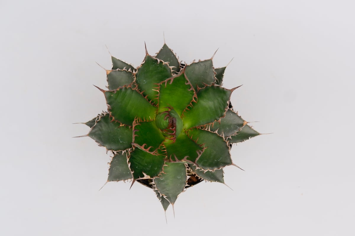 アガベ ホリダ 044 Agave horrida 強棘 | Sunny Branch
