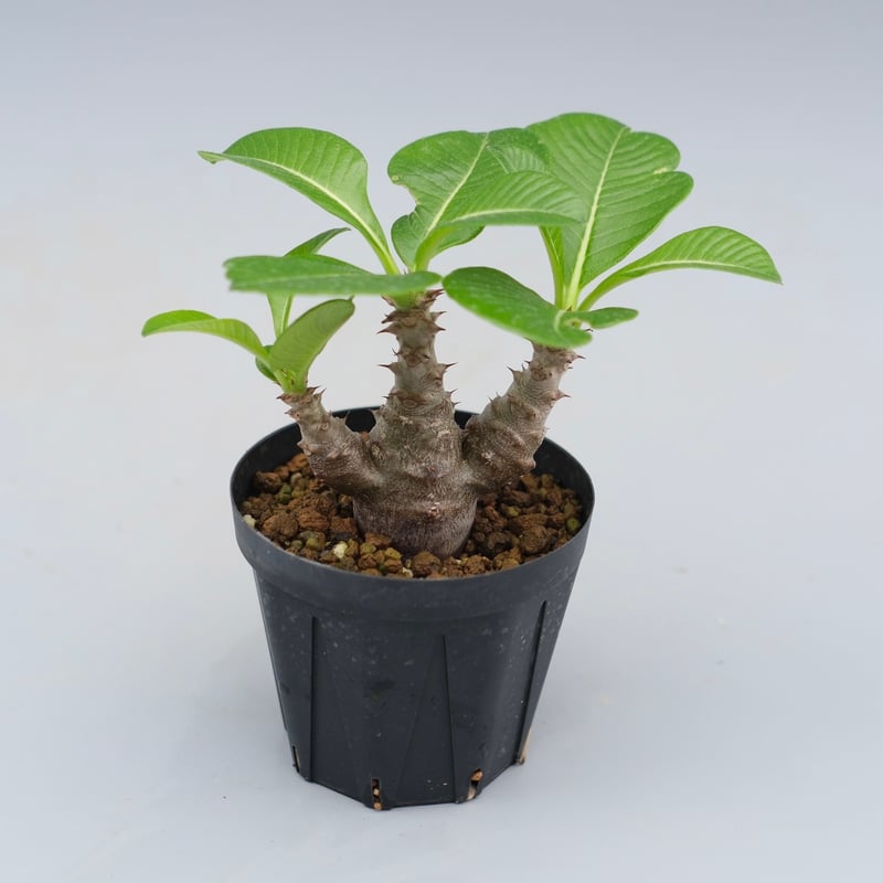パキポディウム ウィンゾリー 実生株 041 Pachypodium windsorii |