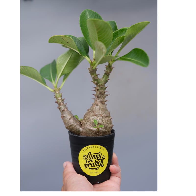 パキポディウム　ウィンゾリー 実生 パキポディウム ウィンゾリー 実生株 073 Pachypodium windsorii
