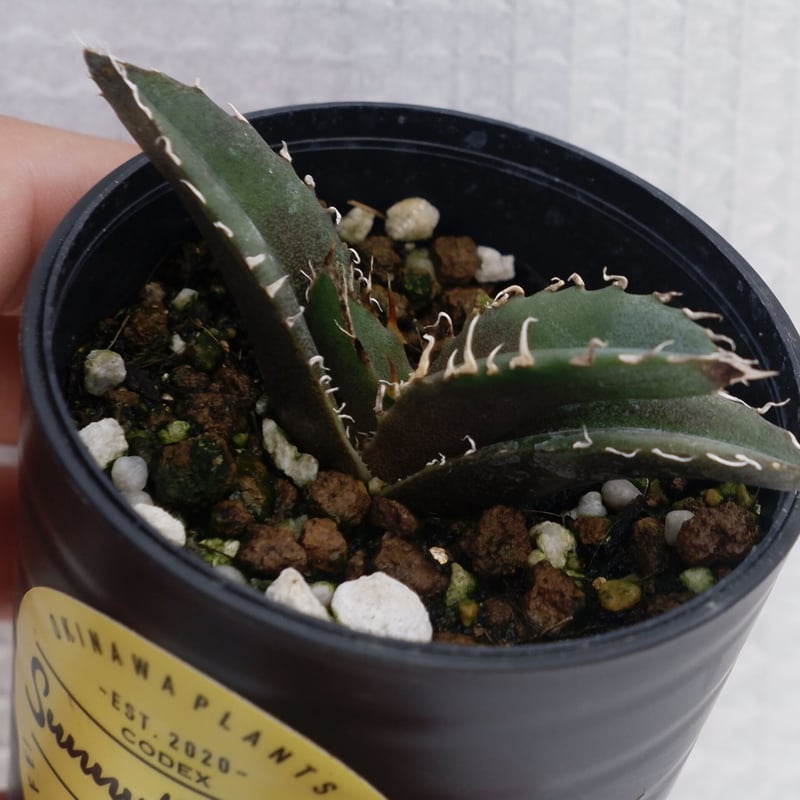 アガベ チタノタ 白鯨 047 Agave titanota white whale | Su