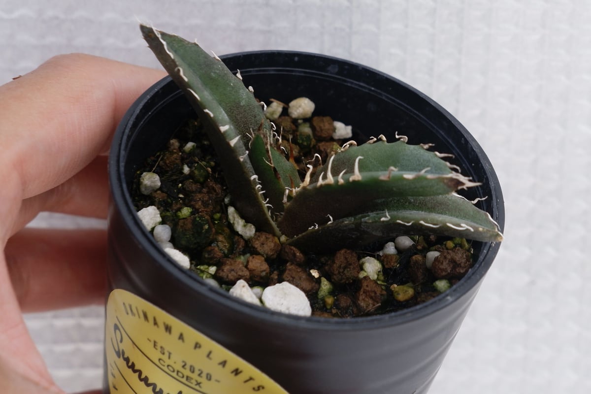 アガベ チタノタ 白鯨 アガベ・チタノタ白鯨（ボールタイプ）中-070｜agave titanota