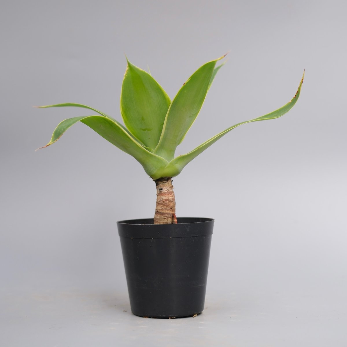 斑入り】アガべ アテナータ Agave attenuata 'Variegata' 004