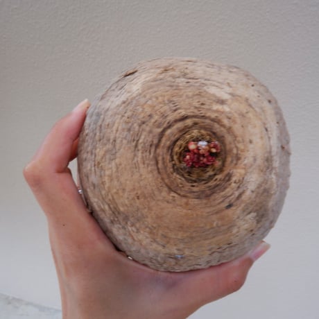 ユーフォルビアデシドゥア | STORES