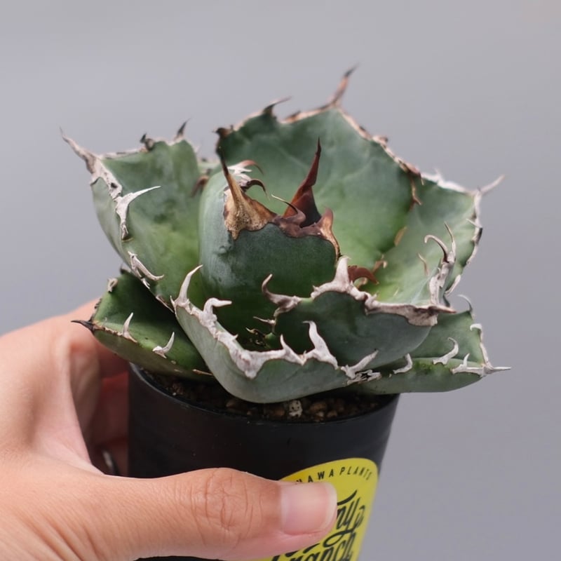 アガベ チタノタ 白鯨 Agave titanota white whale 229 | Su