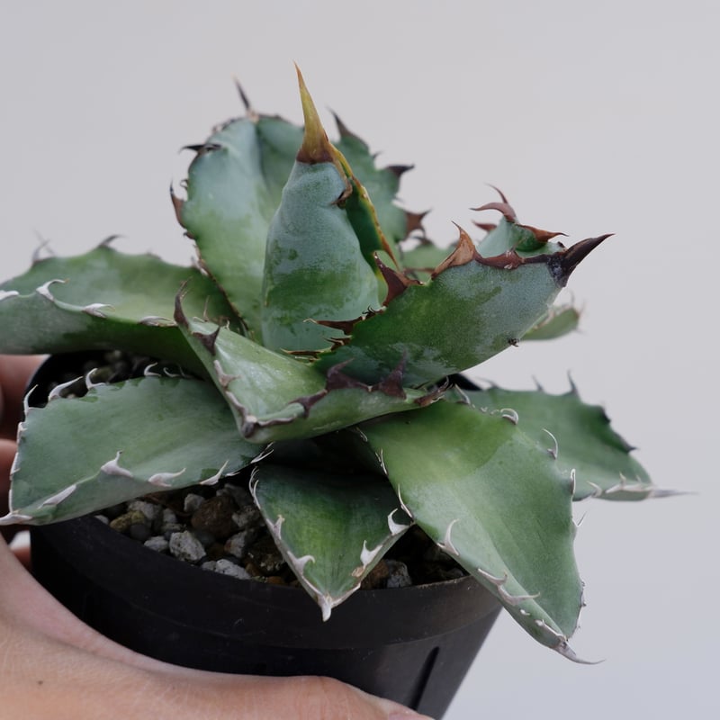 送料込み アガベ RONJIN BB ブラック&ブルー アガベ ブラックアンドブルー024 Agave titanota BB | Sunny Branch