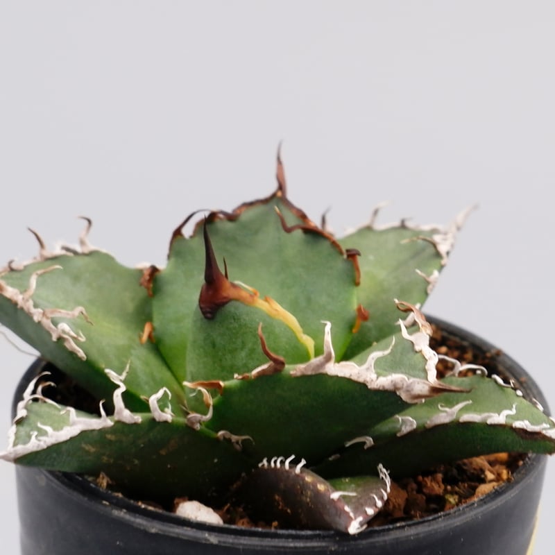 アガベ チタノタ シーザー Agave titanota caesar 089 | Sunny