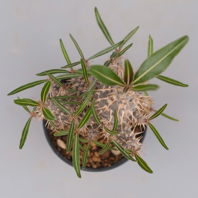 パキポディウム カクチペス 実生株 023 Pachypodium cactipes | Su