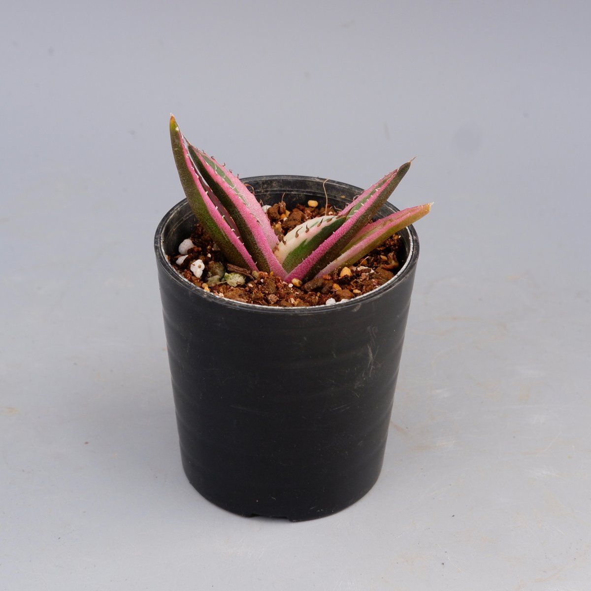 アガベ チタノタ スナグルトゥース Agave titanota Snaggle Tooth