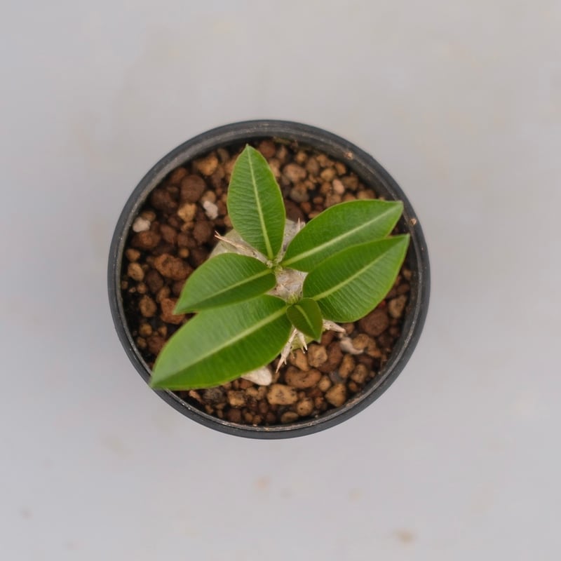 パキポディウム エニグマチカム 実生株 Pachypodium enigmaticum 008