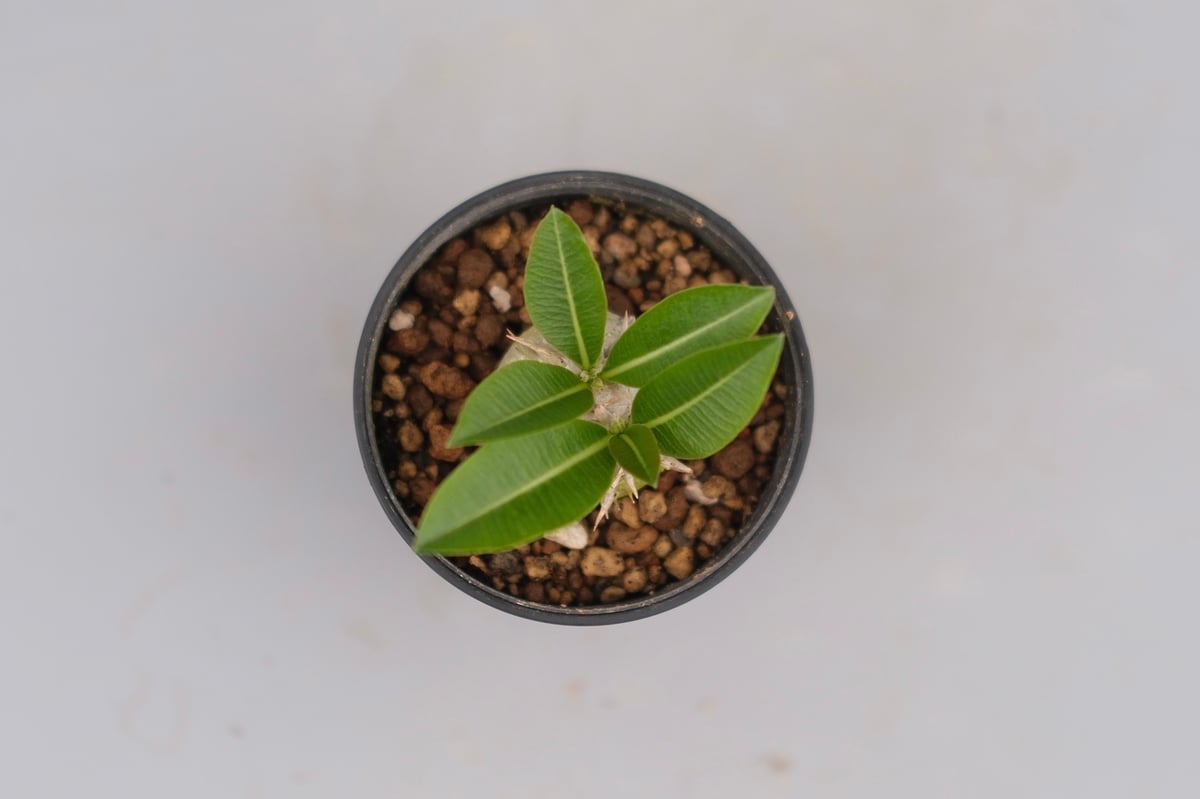 パキポディウム エニグマチカム 実生株 Pachypodium enigmaticum 008