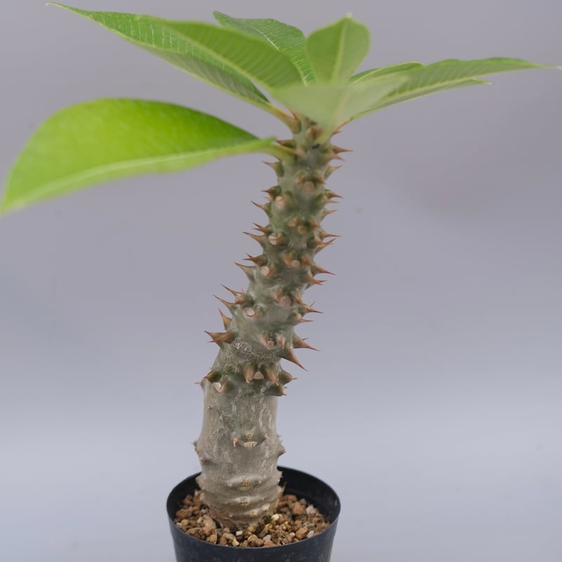 パキポディウム バロニー実生株043 Pachypodium baronii | Sunny