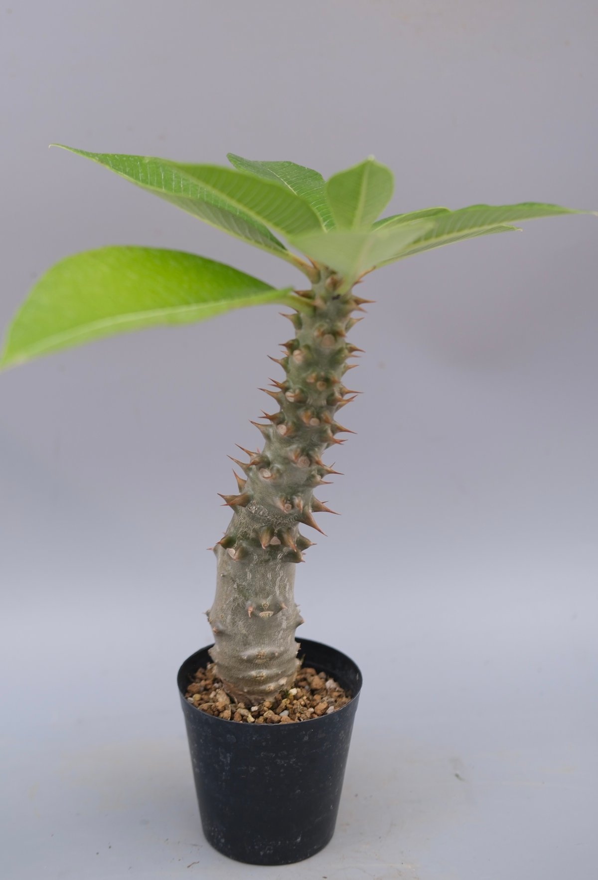 パキポディウム バロニー実生株043 Pachypodium baronii | Sunny