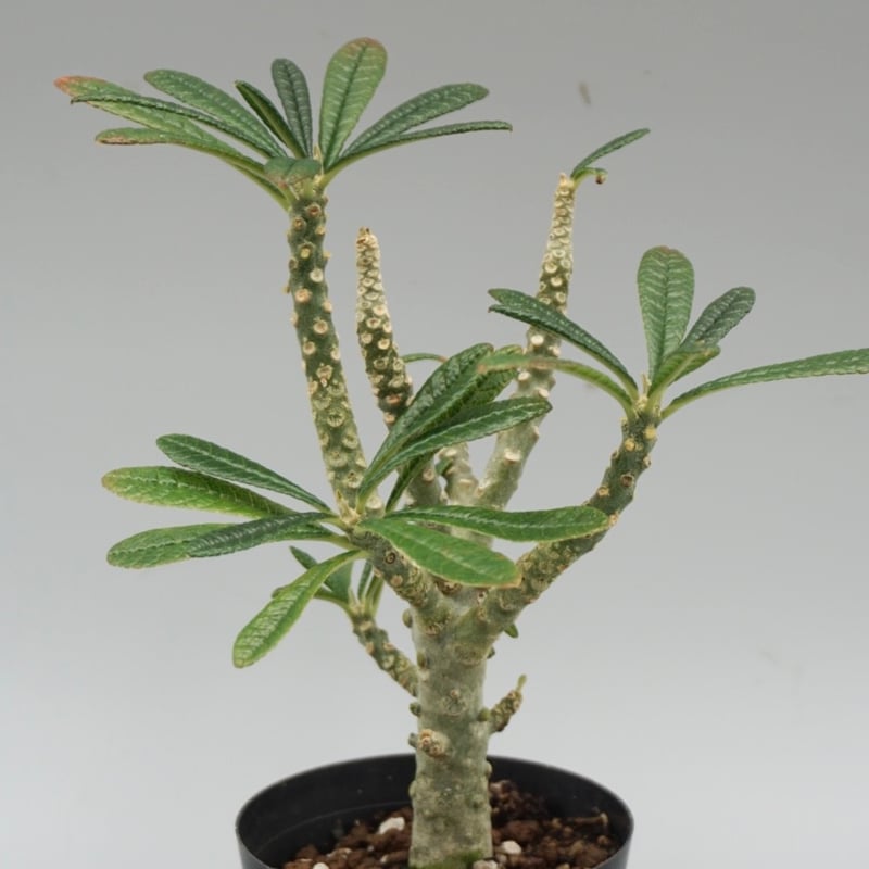 ドルステニア ギガス032 Dorstenia gigas | Sunny Branch