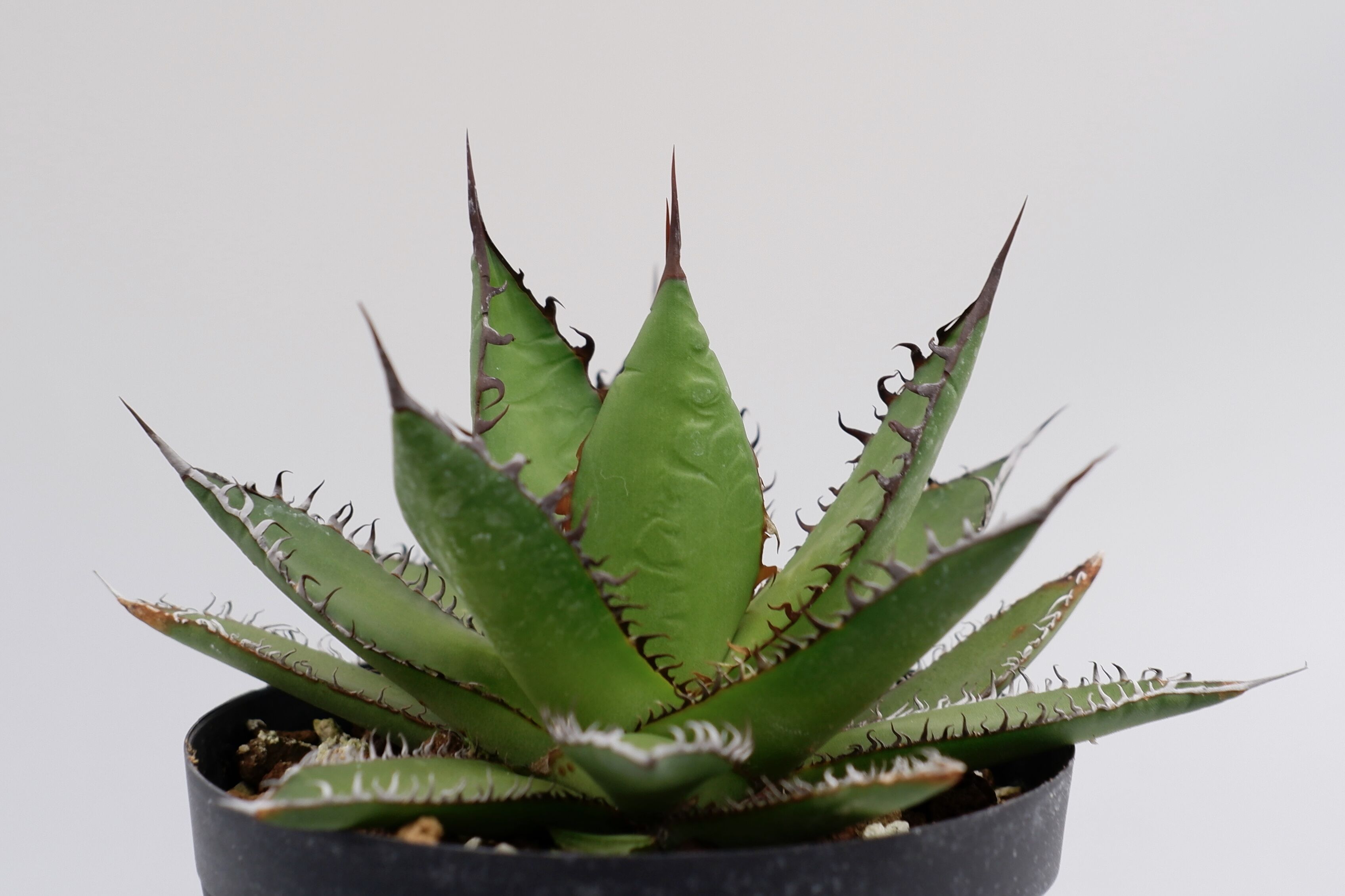 二度と見つからない激レア　蓮棘　美形　Agave horrida ホリダ　ア アガベ ホリダ 016 Agave horrida 強棘 | Sunny Branch