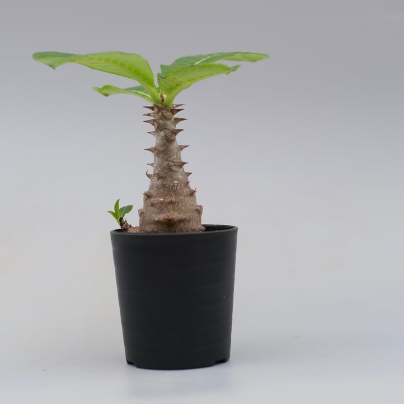 パキポディウム ウィンゾリー 実生株 030 Pachypodium windsorii |