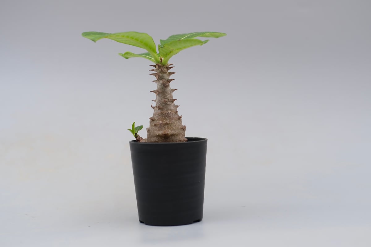 パキポディウム ウィンゾリー 実生株 030 Pachypodium windsorii |