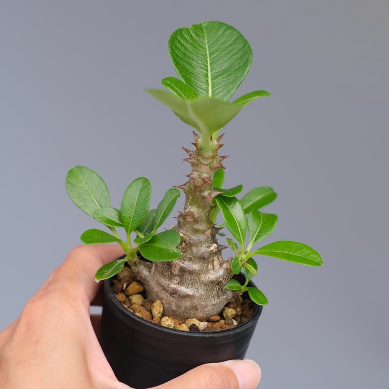 パキポディウム ウィンゾリー 実生株 053 Pachypodium windsorii |