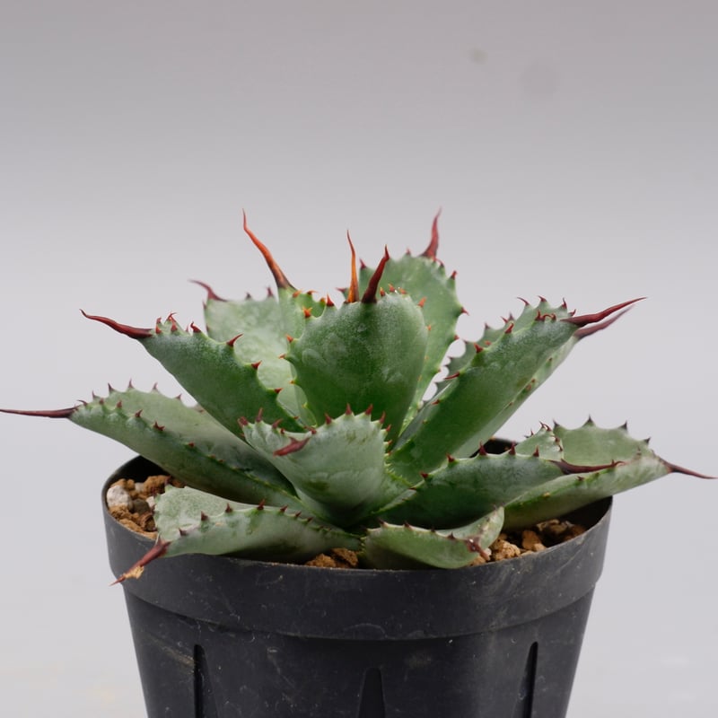 曲刺八雷（八荒殿×雷神 Agave macroacantha × potatorum）八荒雷神