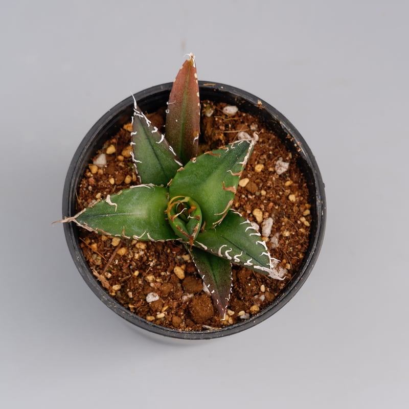 アガベ チタノタ シーザー Agave titanota caesar 080 | Sunny