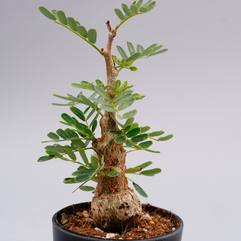 センナ メリディオナリス 実生株 Senna meridionalis 001 | Sunny