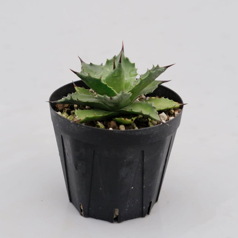 【マサ】アガベ アガベ サロモニー・アガベ マグニフィカ 003 Agave salomonii Agave
