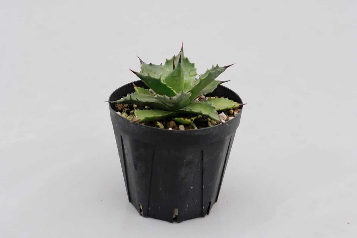 アガベ サロモニー・アガベ マグニフィカ 003 Agave salomonii Agave アガベ サロモニー・アガベ マグニフィカ 003 Agave salomonii Agave