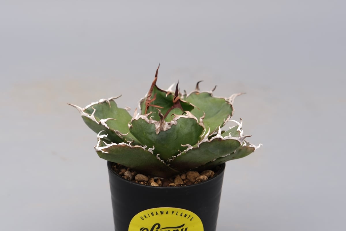 アガベ チタノタ 白鯨 Agave titanota white whale 200 | Su