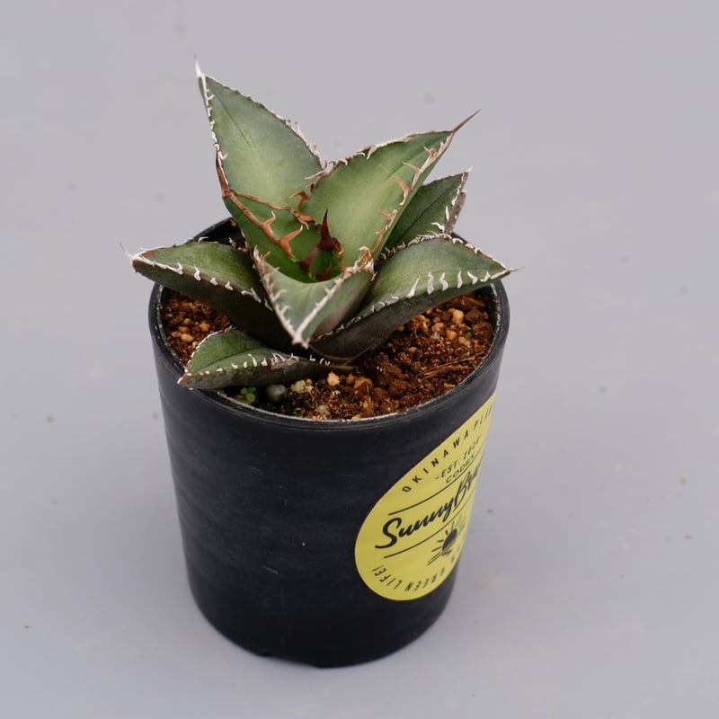 AGAVE OTEROI 2024 実生　選抜株 AGAVE OTEROI 2024 実生 選抜株