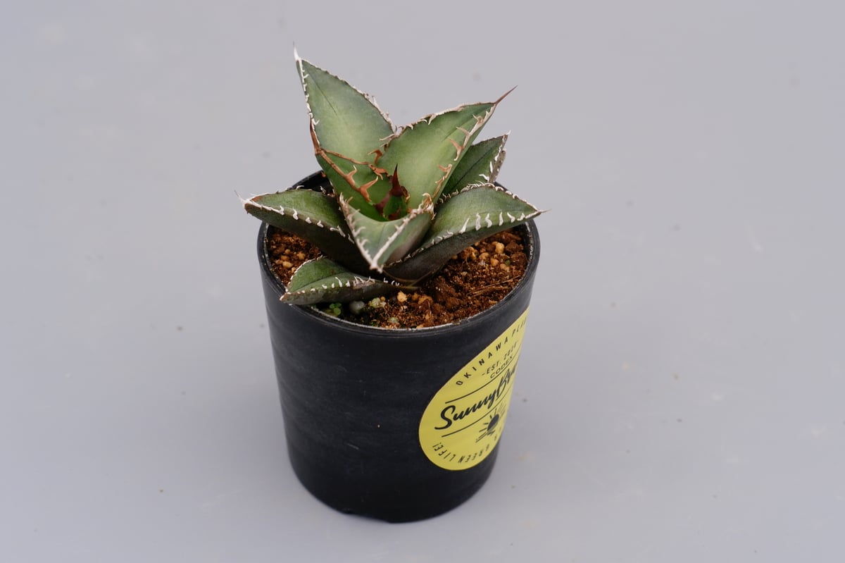 アガベ オテロイ 実生株 Agave oteroi seeding 059 | Sunny