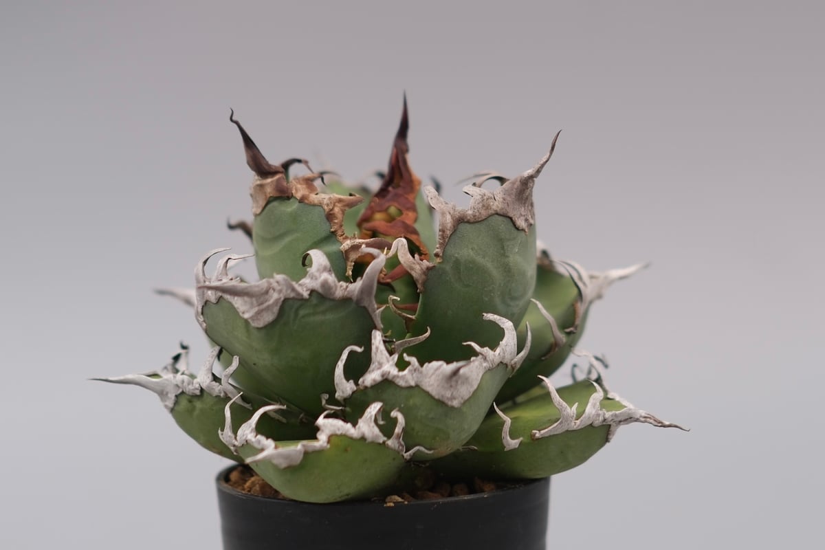 美株❗️ アガベ　チタノタ　シーザー　【19】 アガベ チタノタ シーザー Agave titanota caesar 184 | Sunny