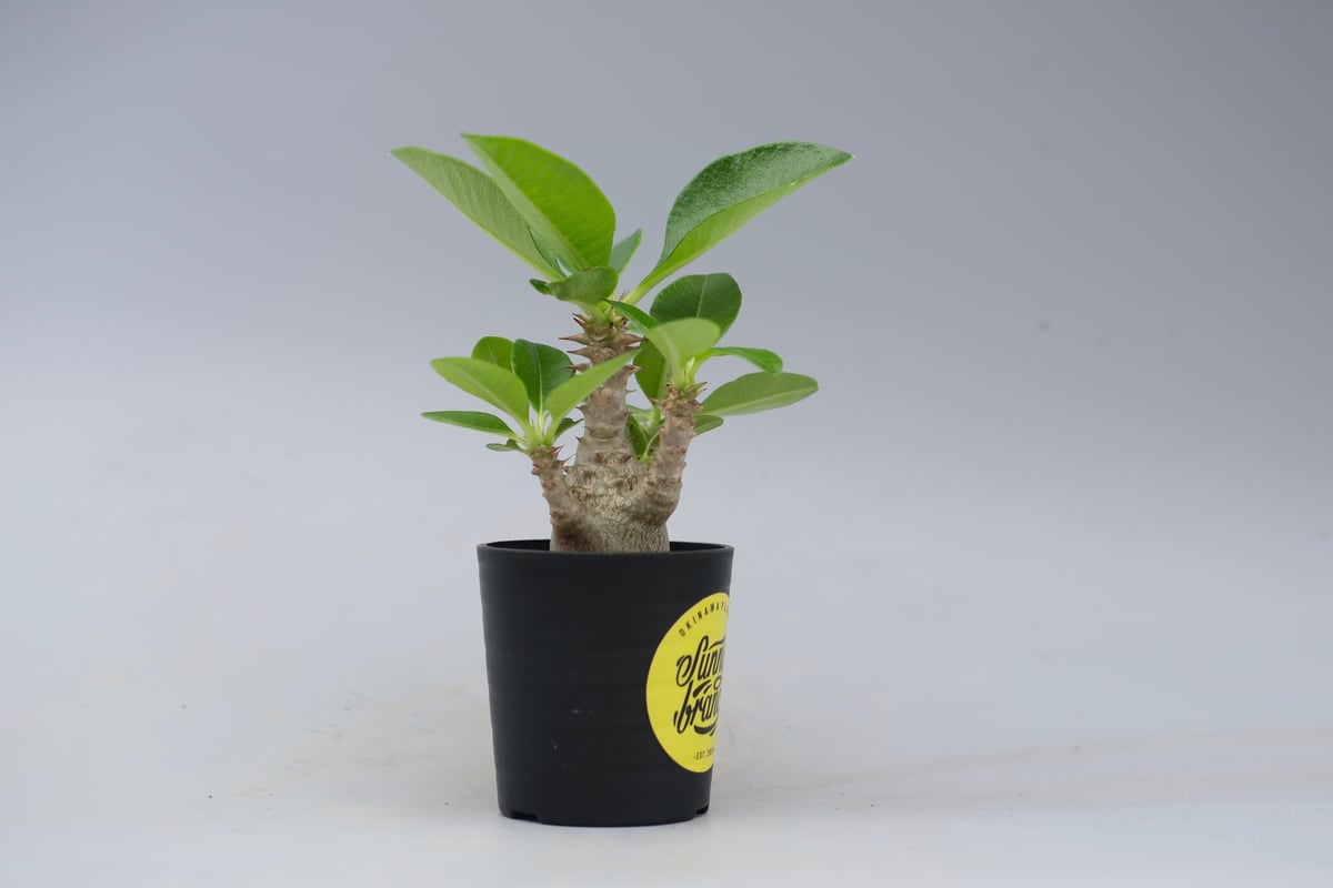 極上！ 実生 パキポディウム ウィンゾリー fit=scale-down,w=1200