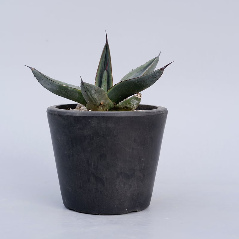 アガベ シャークバイト005 Agave Sharkbite | Sunny Branch