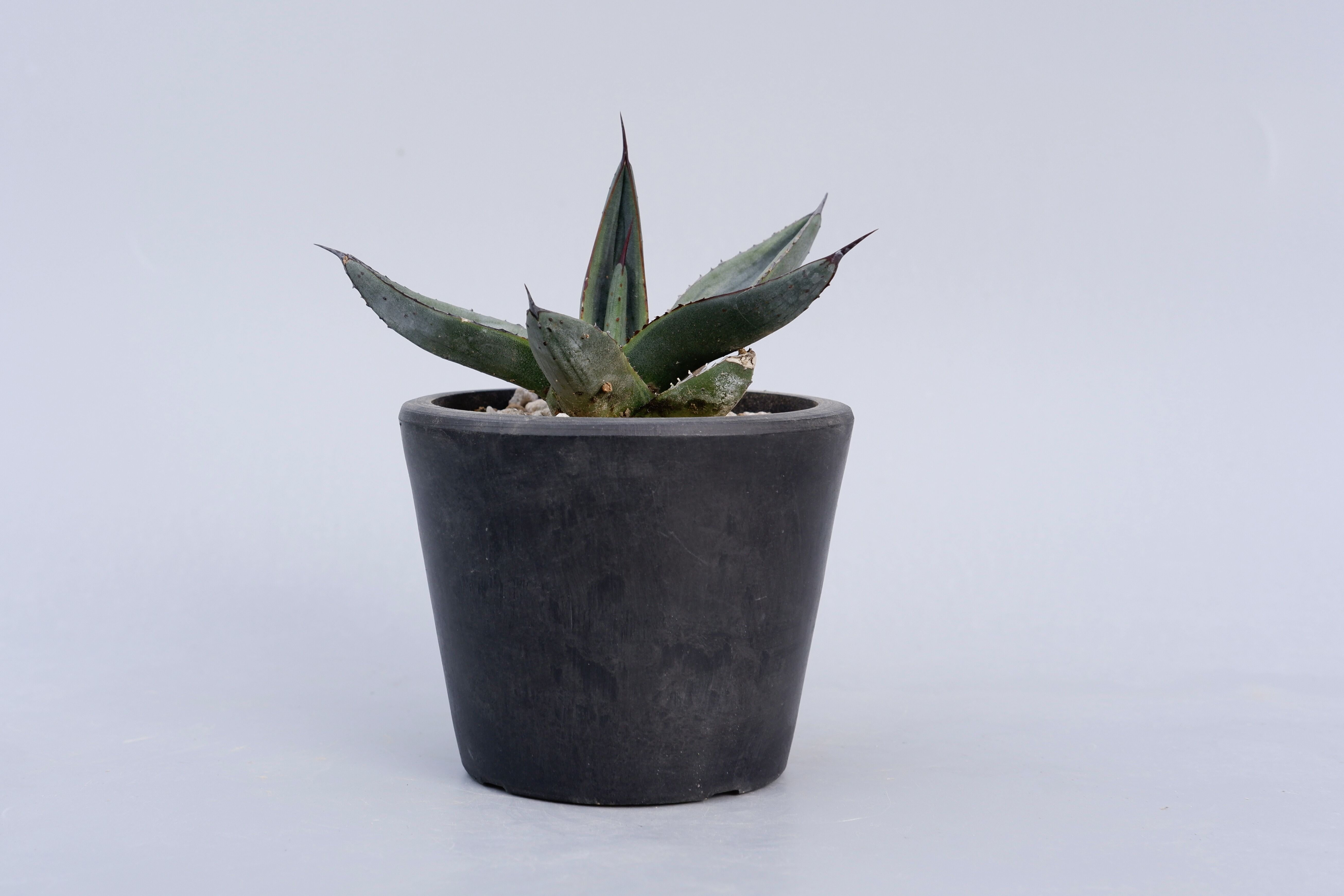アガベ シャークバイト005 Agave Sharkbite | Sunny Branch
