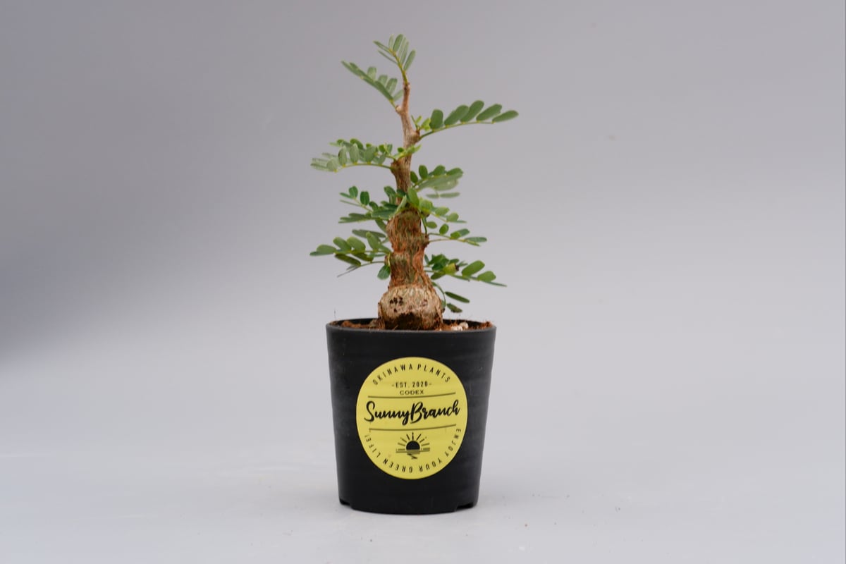 A Sennameridionalis-センナ・メリディオナリス 海外実生発根済 センナ メリディオナリス 実生株 Senna meridionalis 001 | Sunny