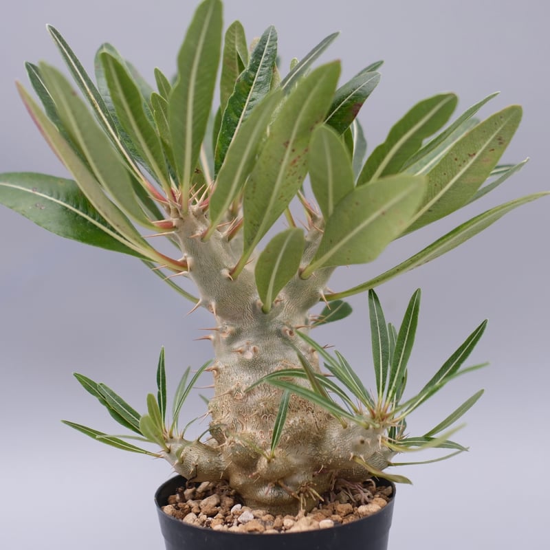 パキポディウム カクチペス 実生株 027 Pachypodium cactipes | Su
