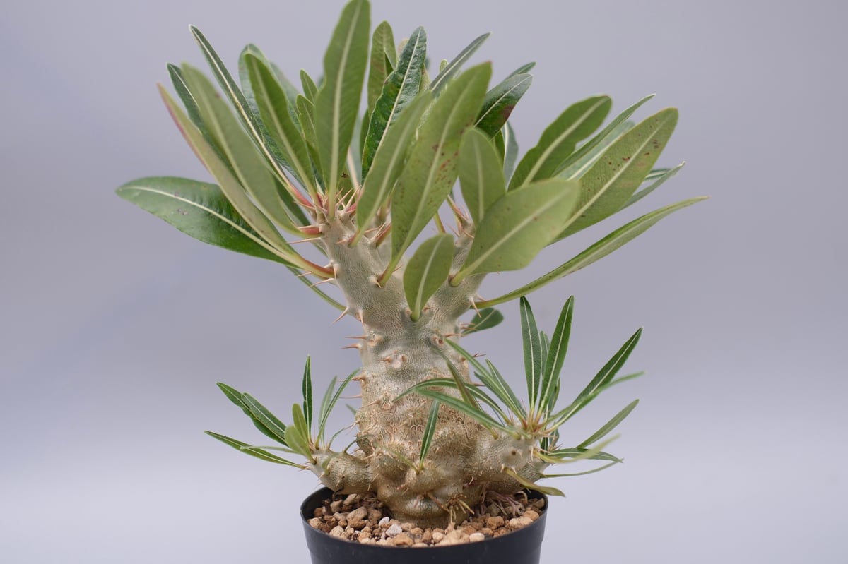 パキポディウム カクチペス 実生株 027 Pachypodium cactipes | Su